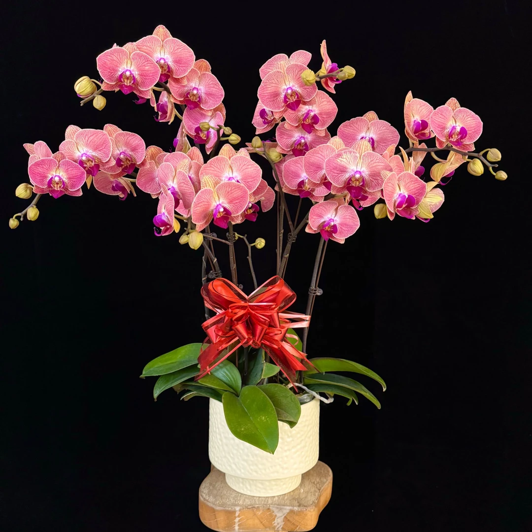 【金吉利】欧品 橙色系色稀有经典花花 好养耐养 蝴蝶兰 有花有花苞
