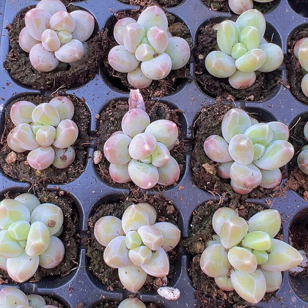 咖啡豆苗3颗19包邮