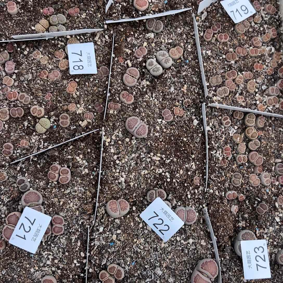 清框脱土发无售后默认有疤722