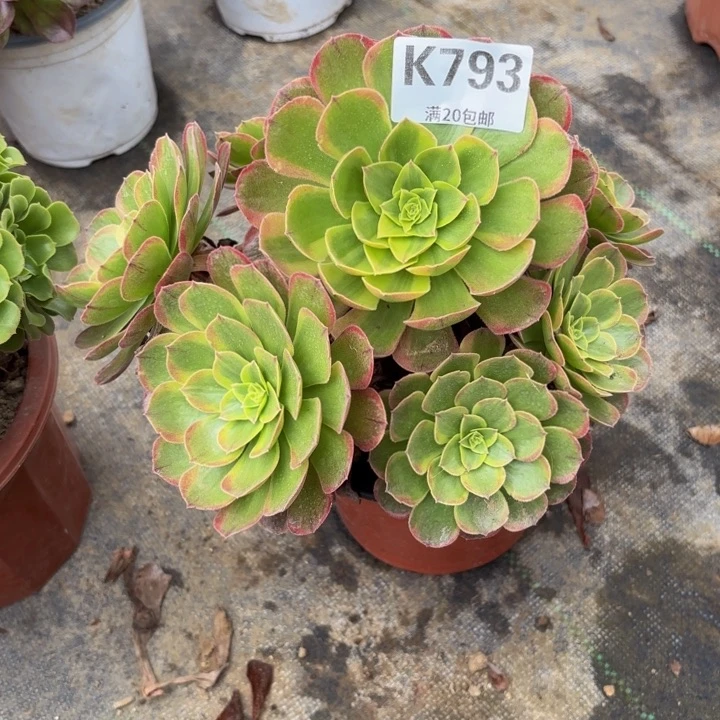 瑞妈多肉园艺793。