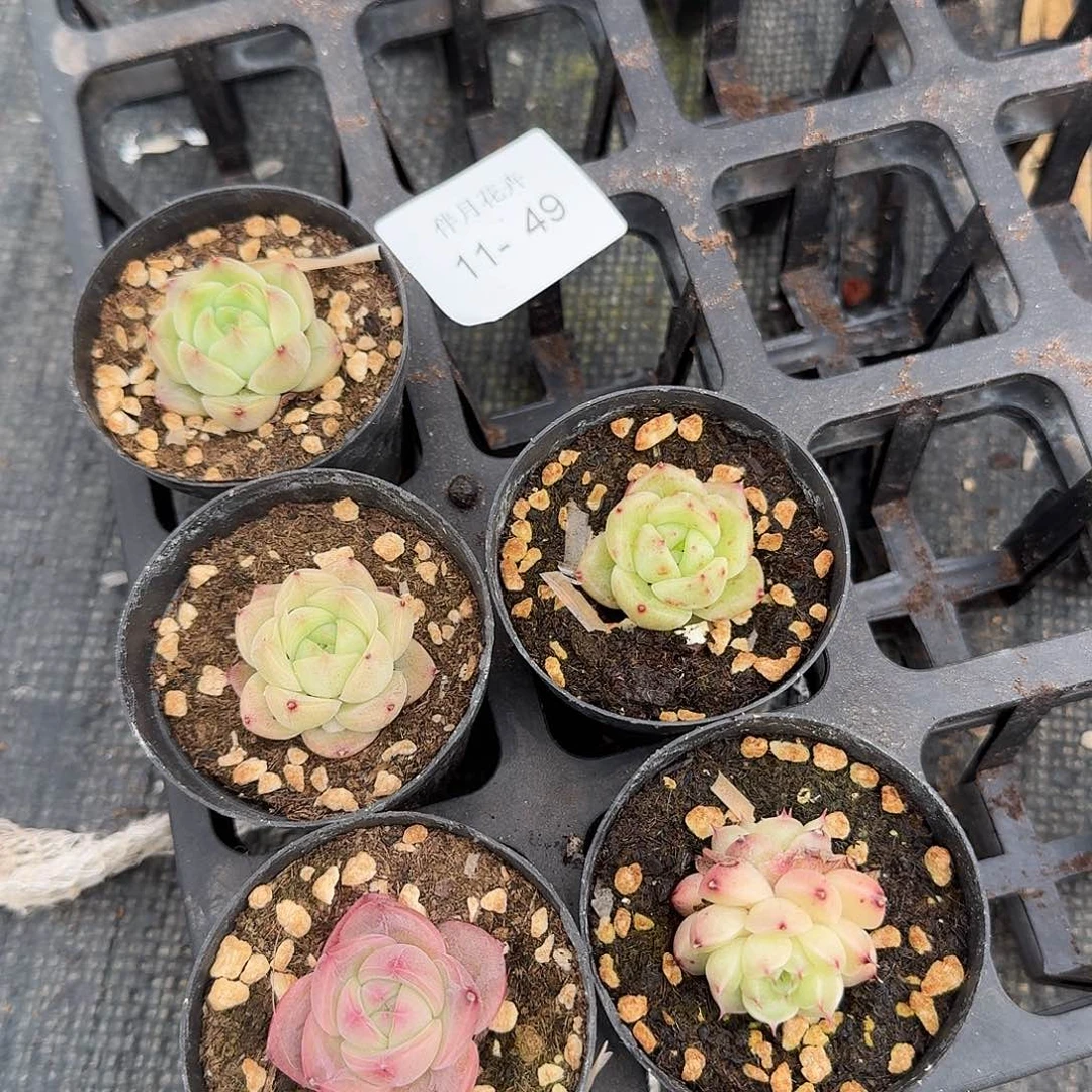 麦秆小精品五颗量拍11/49