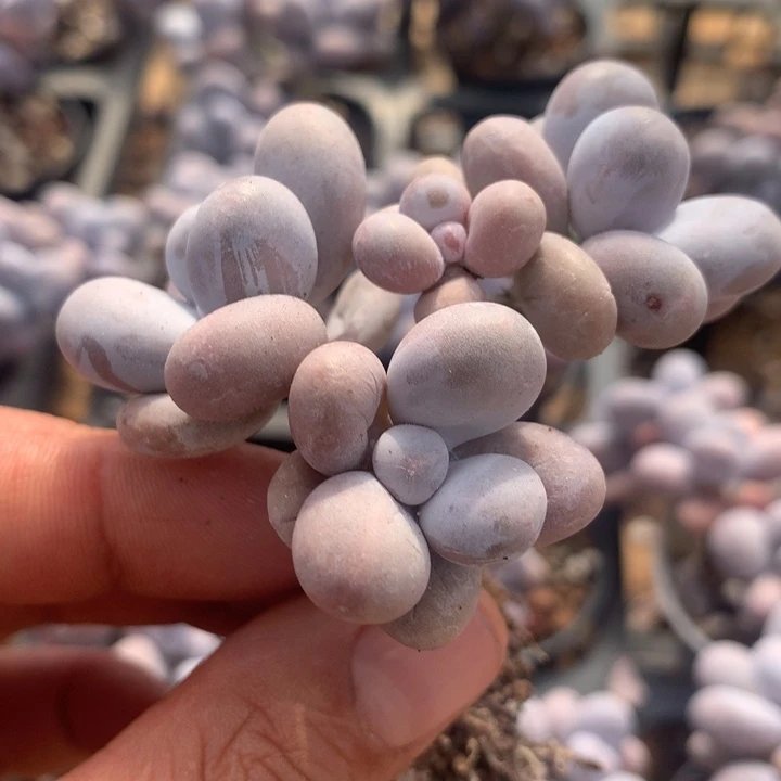 达摩奶多肉一物一拍