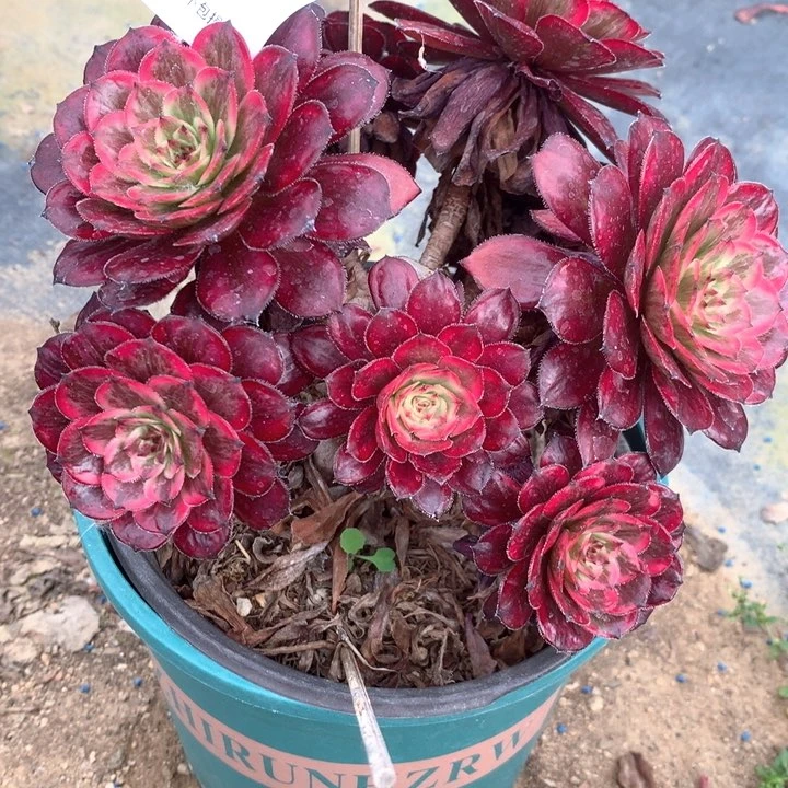 弘**选230紫霞多肉植物