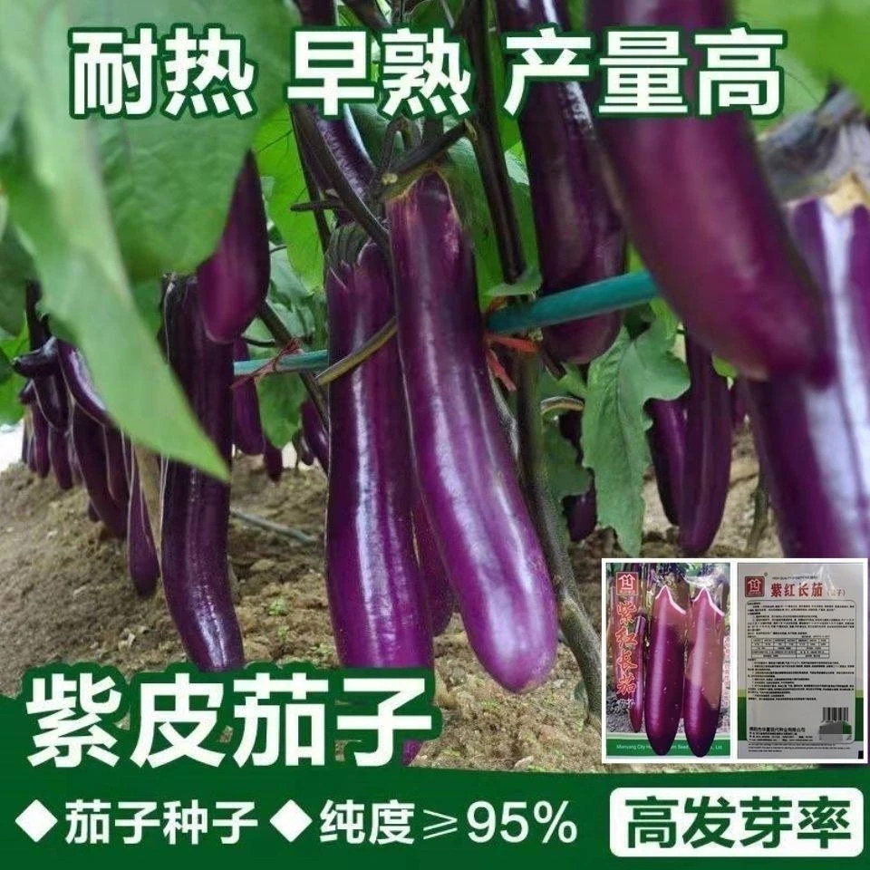 【满5包包邮】紫红长茄种子耐热耐旱抗病强杂交茄子紫红蔬菜种子