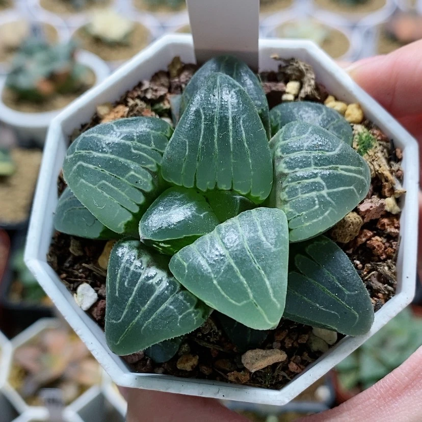 【闪购商品】75粉色甜心