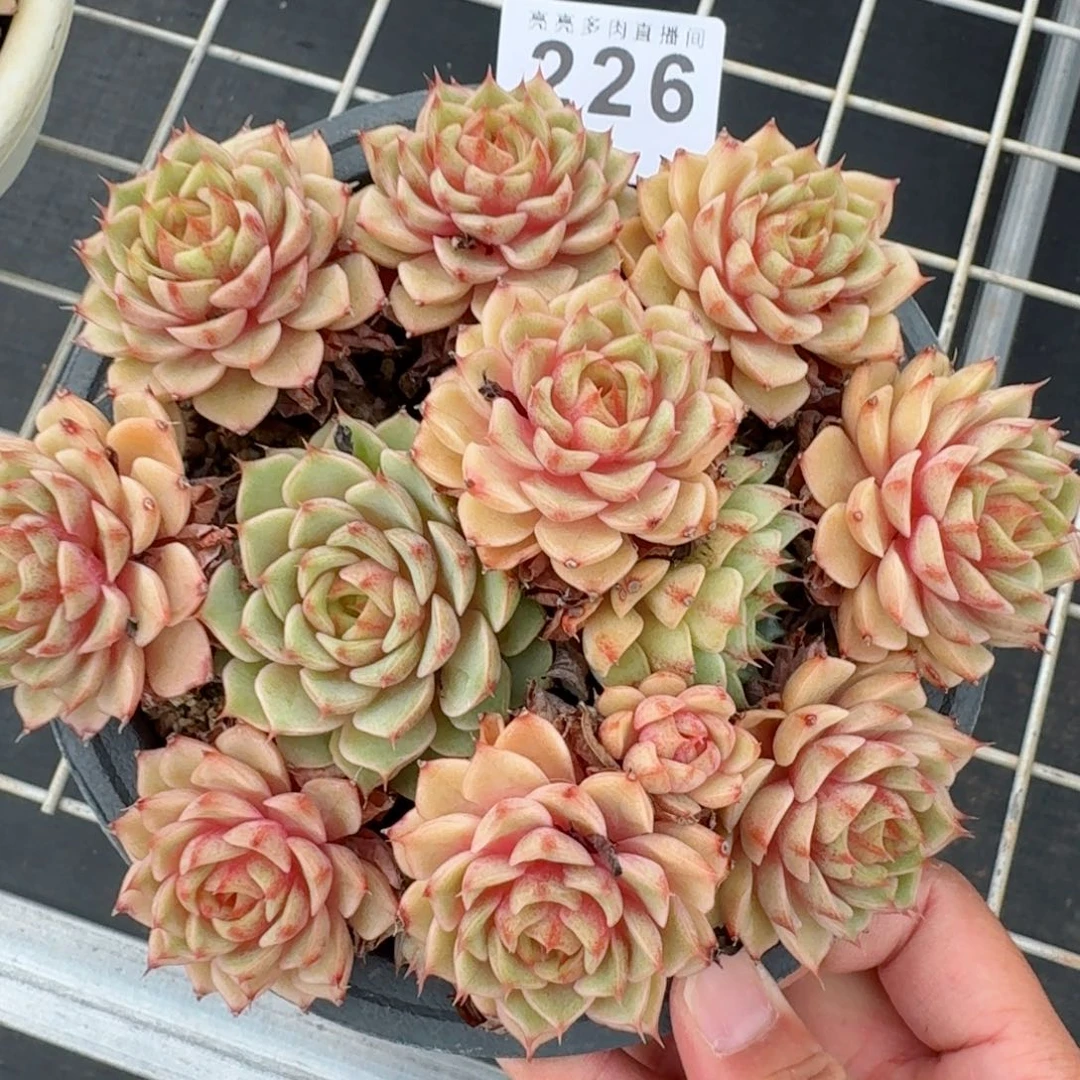 笨吧帝斯        精美多肉植物