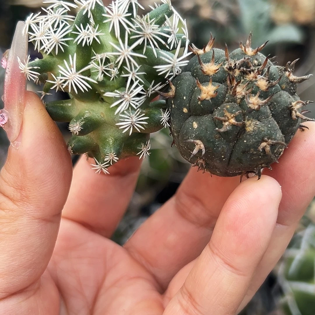 孤月加猫爪仙人球6666666666