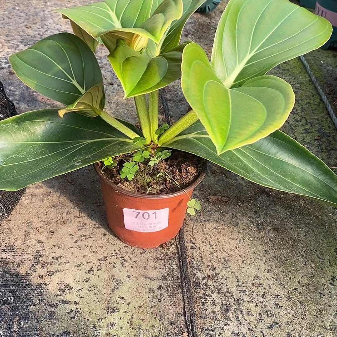 木本植物木本花卉701