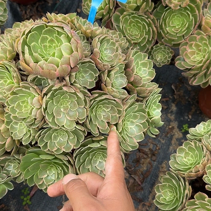 卓***群847粉化妖多肉哦哦哦哦哦哦