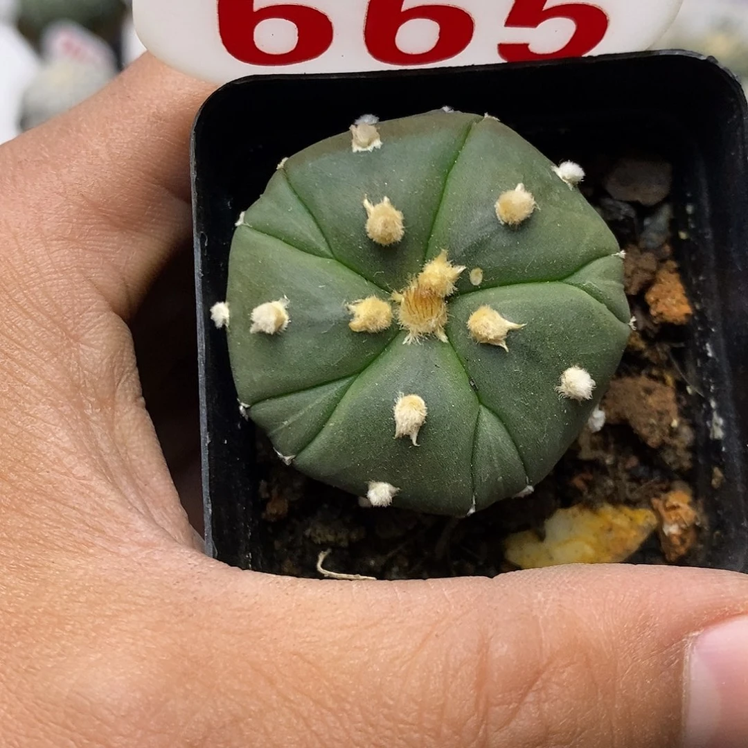 665福利特价来了哦