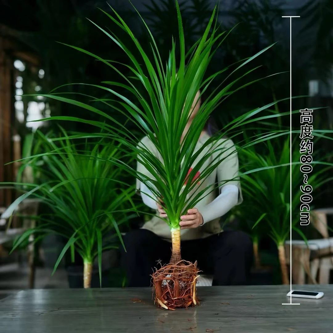 【不带瓶】太空铁2号龙血树80-90CM办公室巨无霸绿植室内好养易活