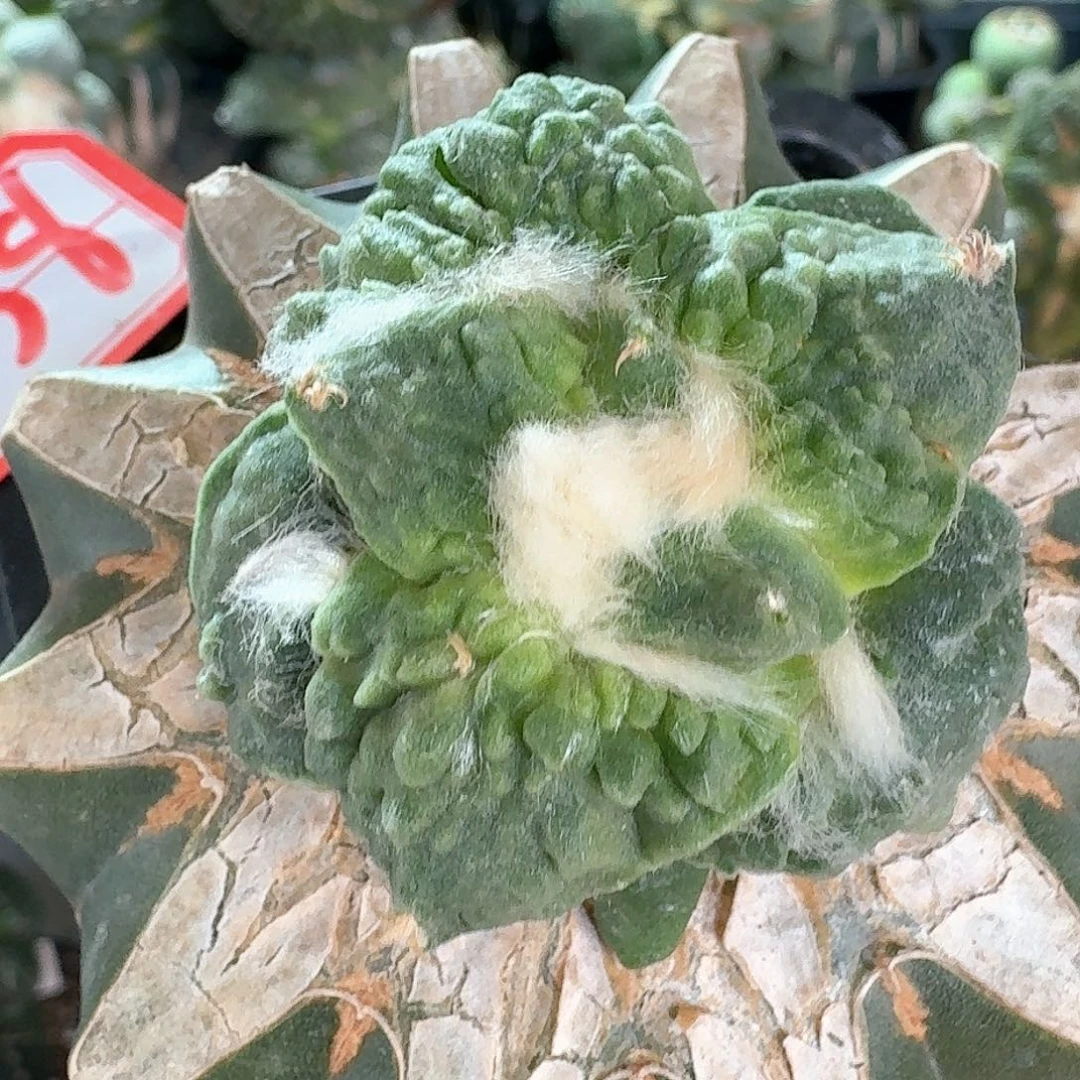 【闪购商品】无花朵俊**河满叶怒怒涛38