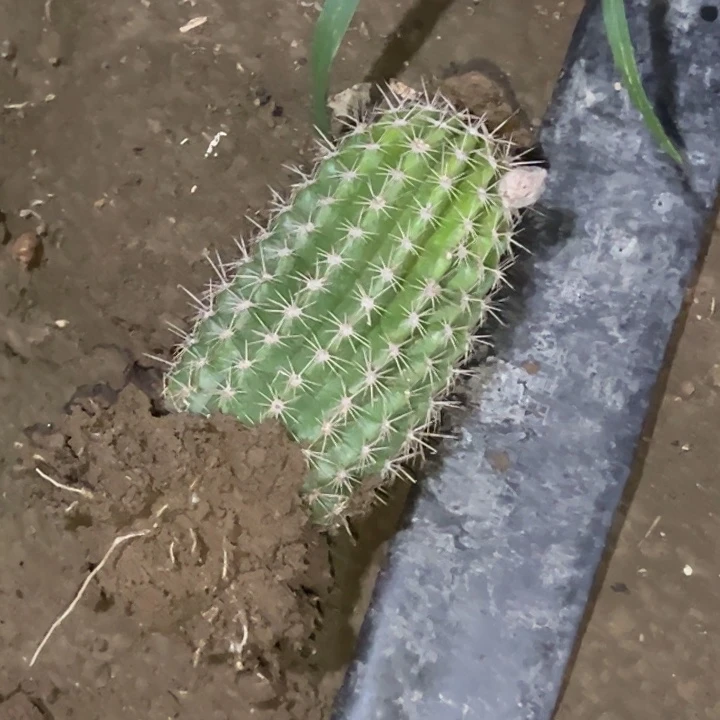 露*清清立夏根仙人球瑕疵