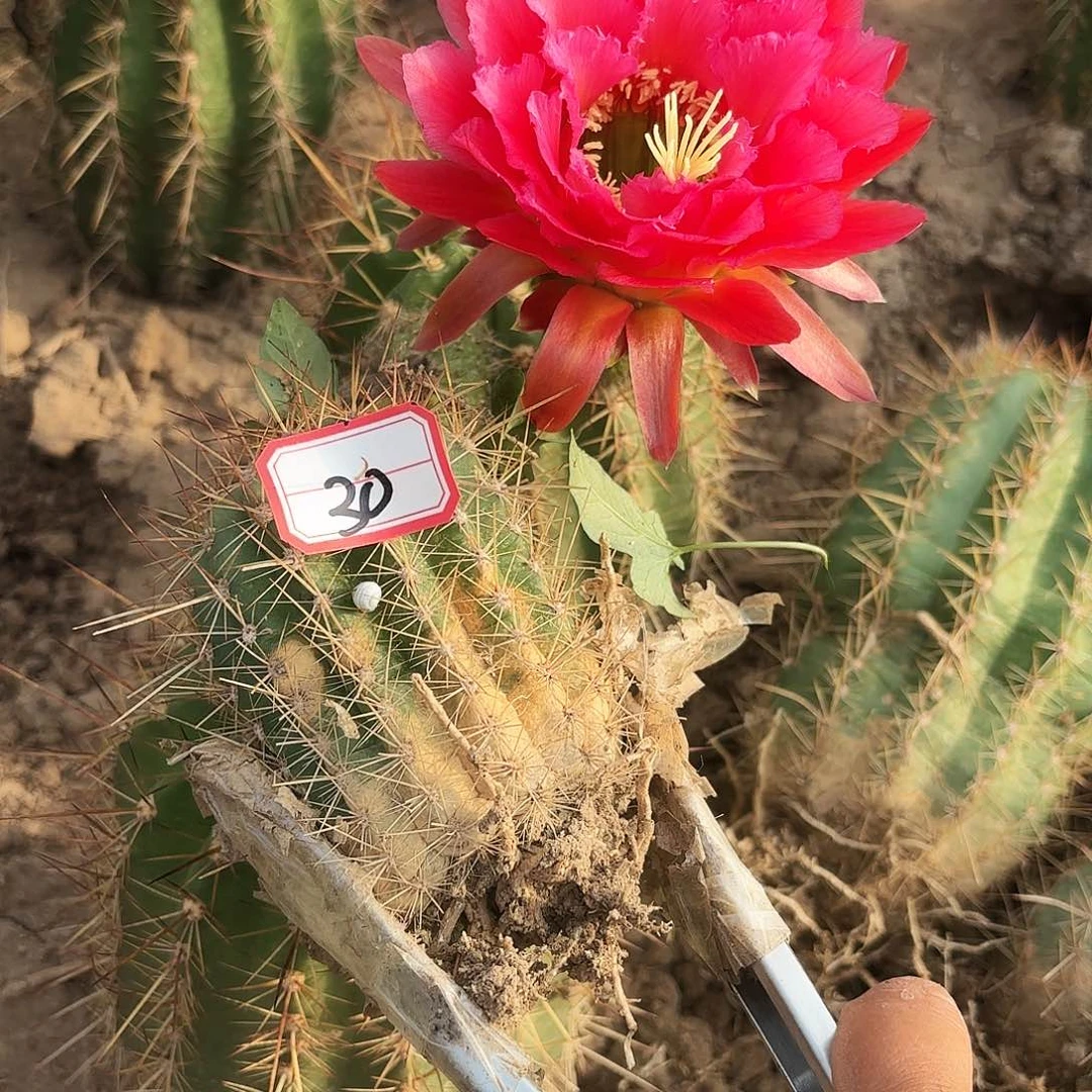 30 号紫梦瑕有根毛花柱瑕