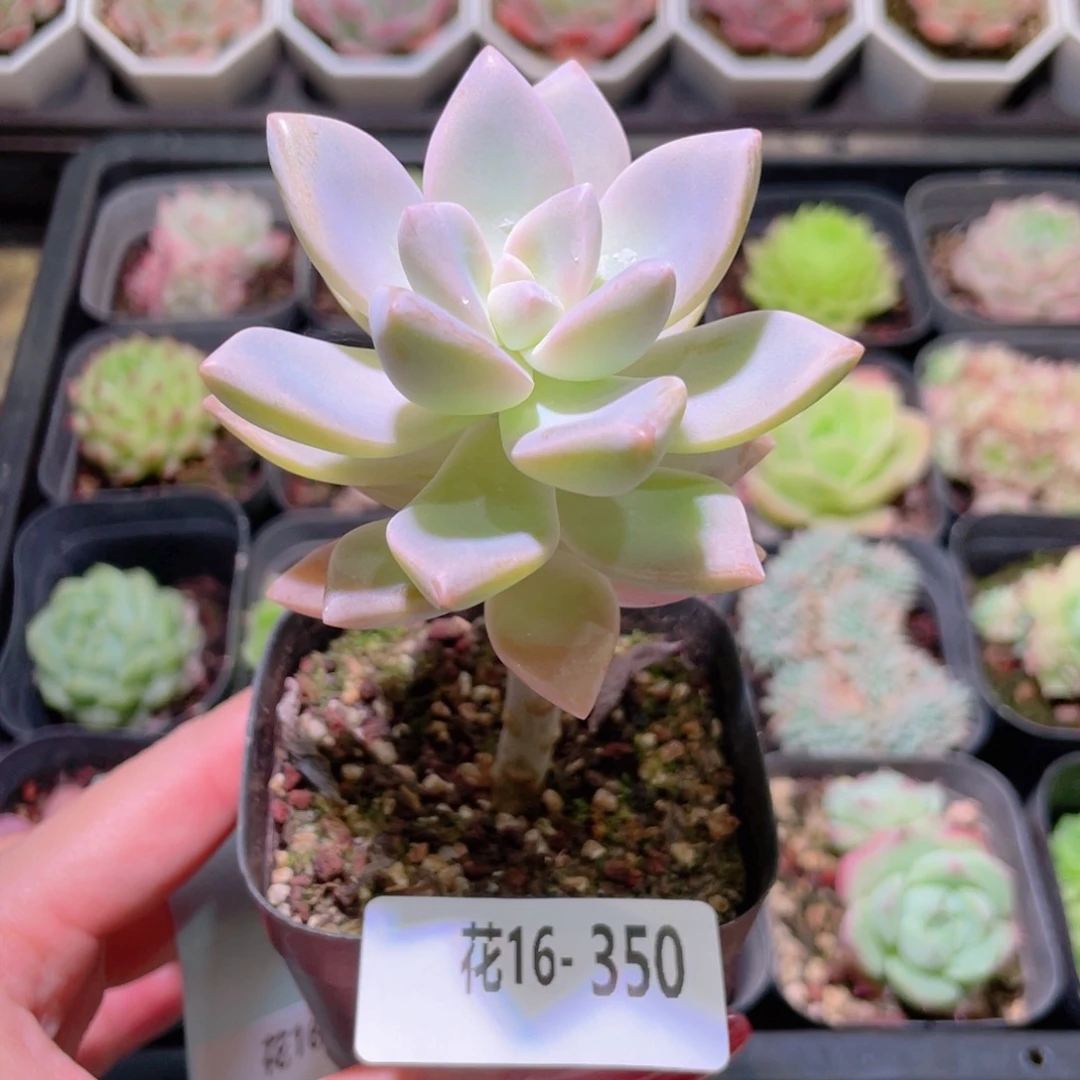 花利美16-350淡雪