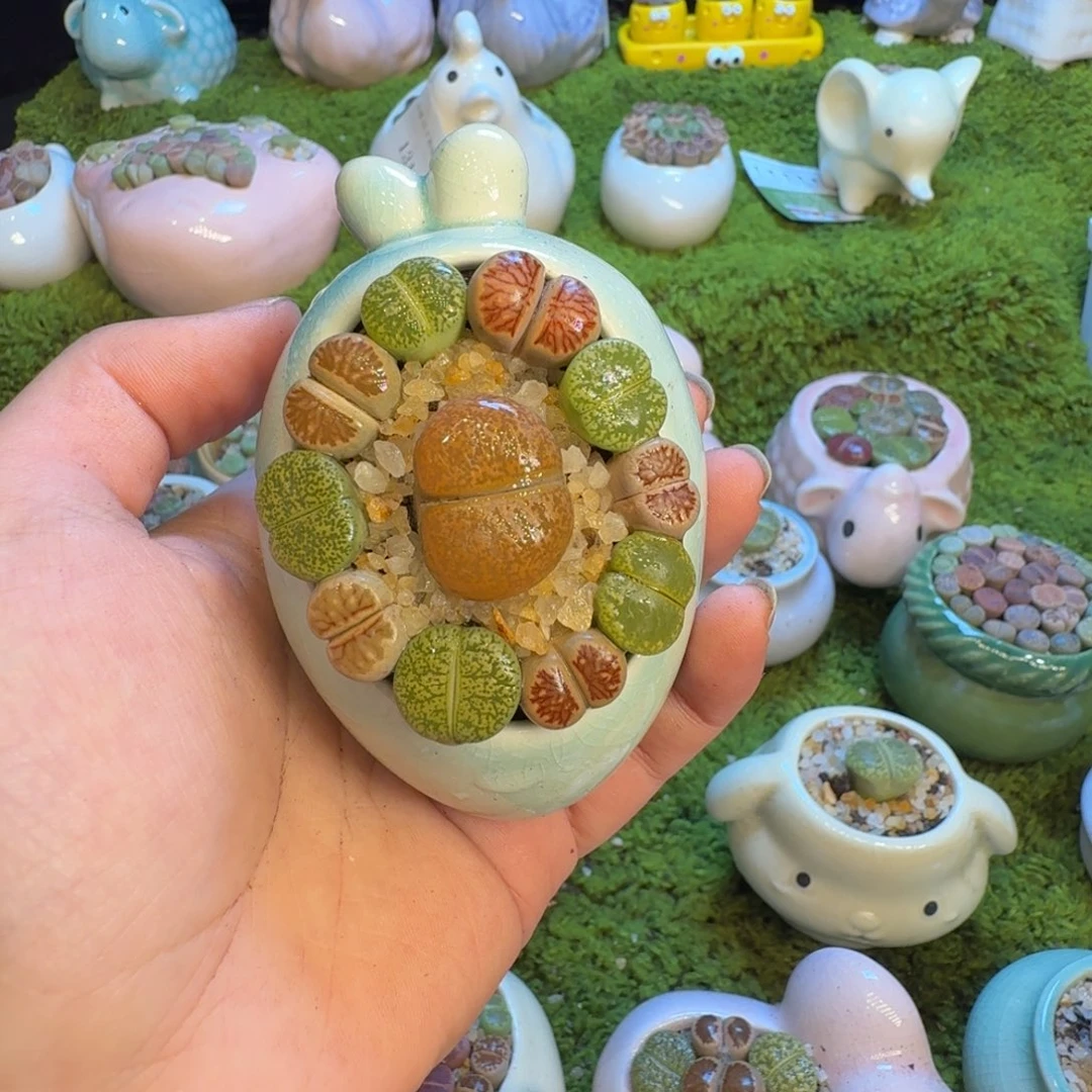 心***传多肉葡萄的味道真的1316