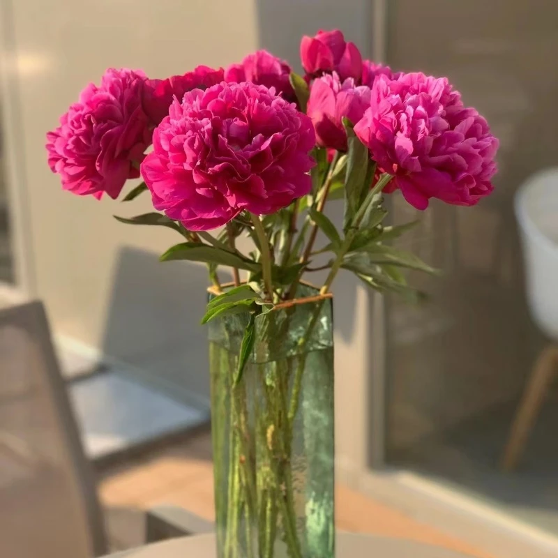 【重瓣芍药进口品种】蓝红富士重瓣芍药鲜切花精品观赏花顺丰包邮