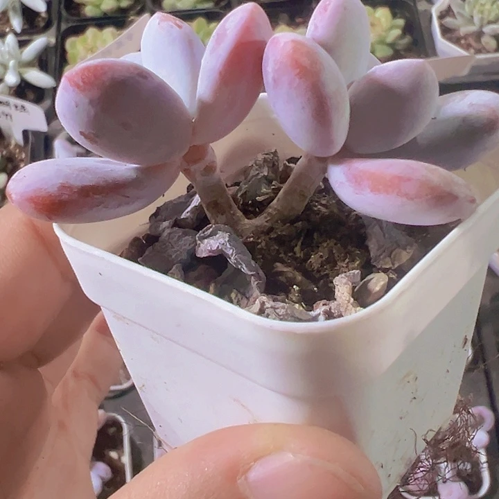 雪美人奶酪精品多肉植物