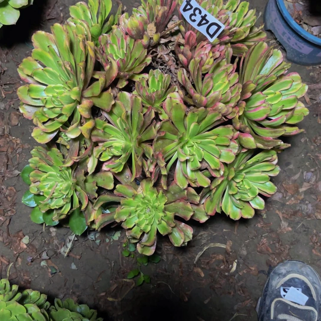 粉黛变异14////////11包邮