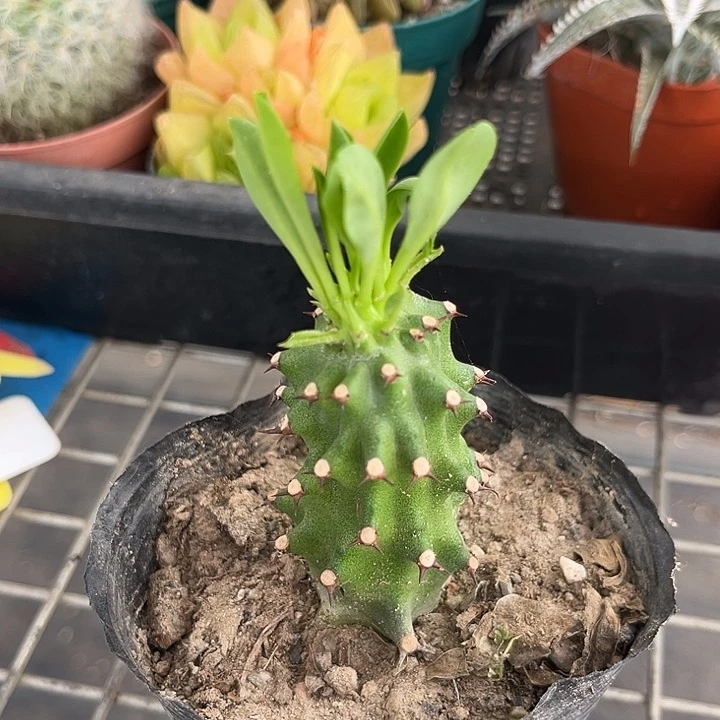 我的小可爱小可爱们要