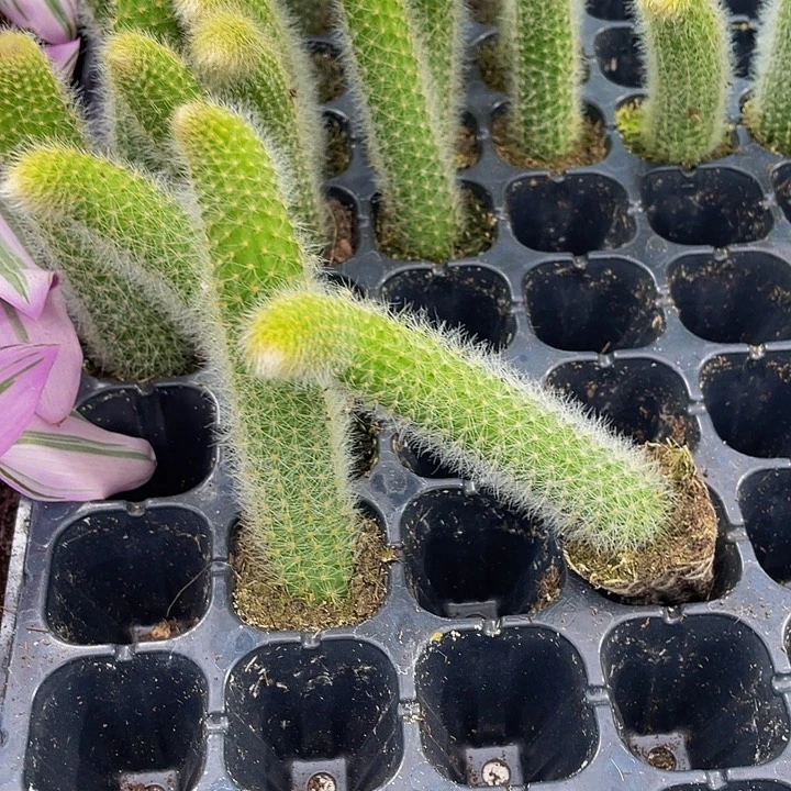 九尾狐1元带土发货