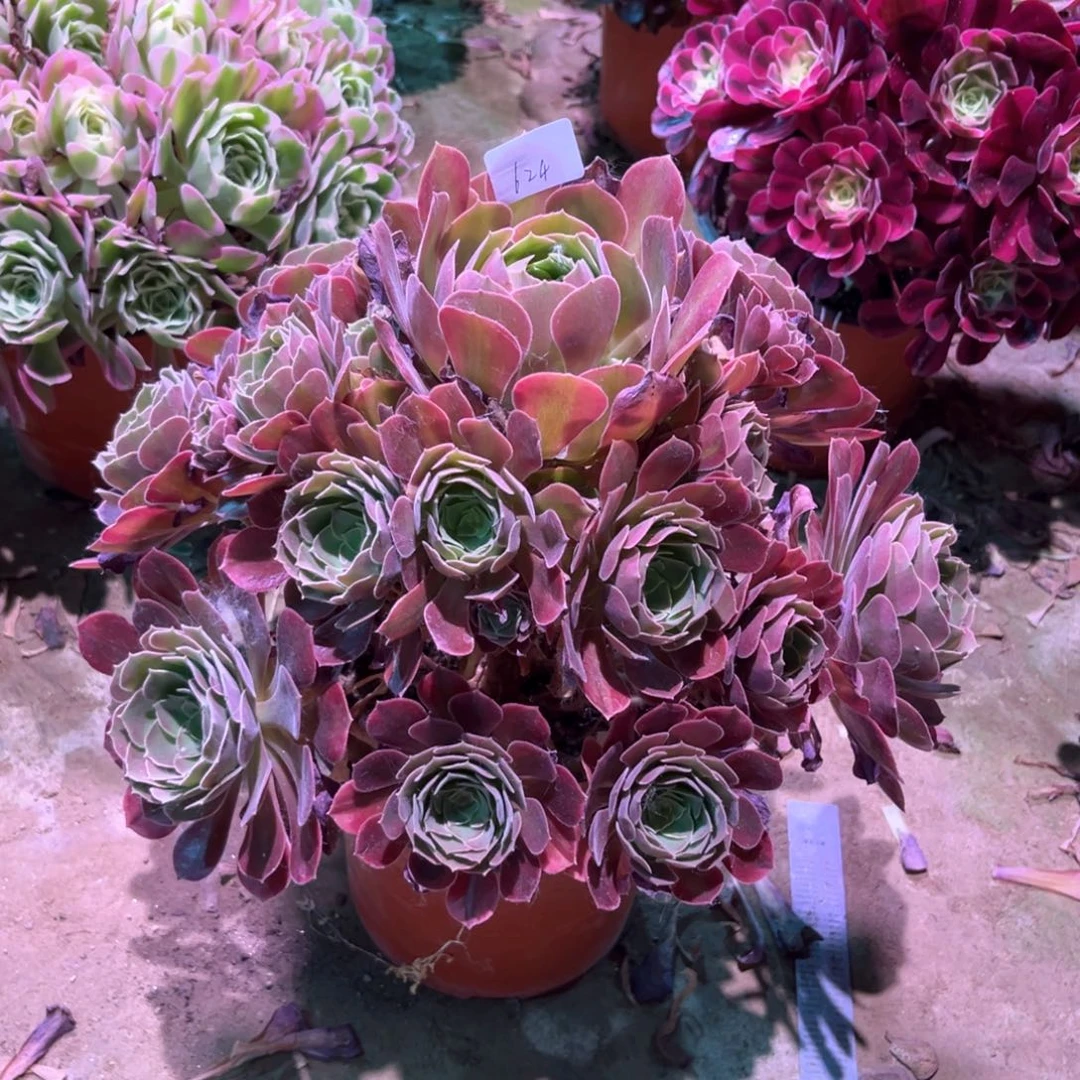 无花朵多肉植物雅典娜624