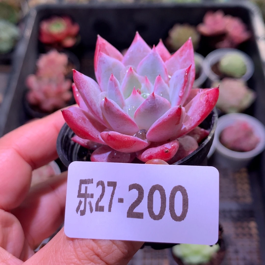 乐然27-200 粉蓝鸟