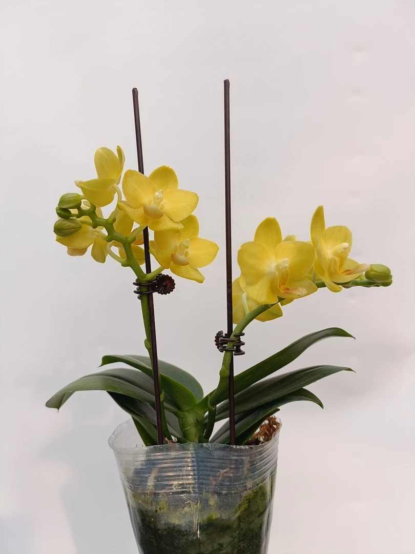 (花开专属)欢然花田培植蝴蝶兰（樱桃番茄变异黄色）