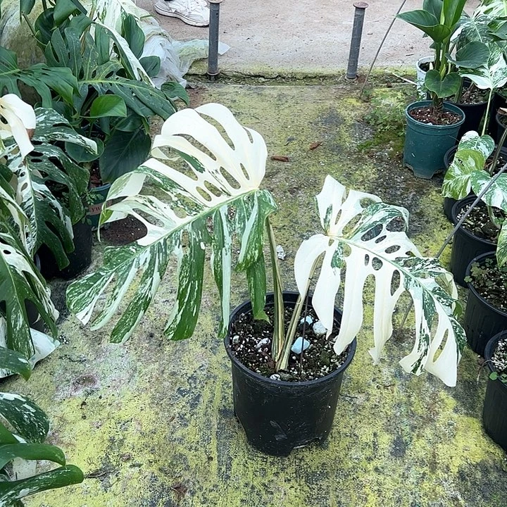 无花朵白龟龟背竹