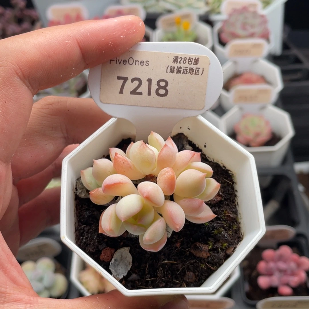 格林粉7218-5厘米