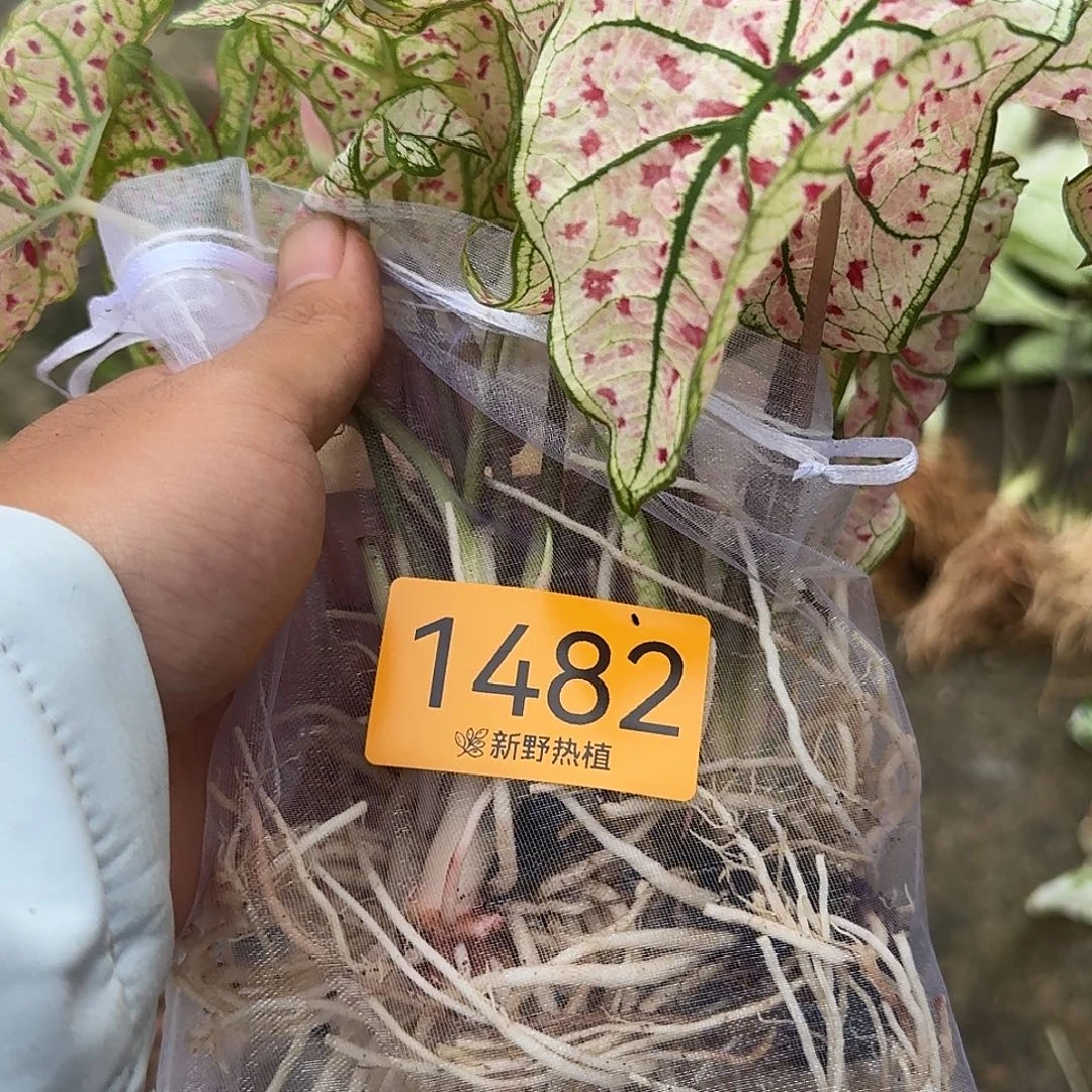 完全开放1482红酒飞溅裸球不售后