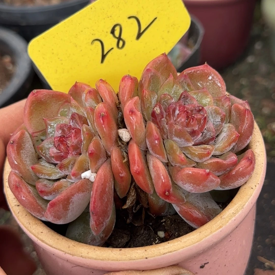 珍妮282一物一拍包装收缩花旱