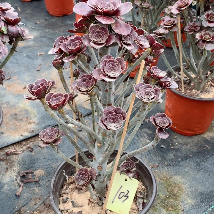 103玫瑰圆叶多肉一物一拍～