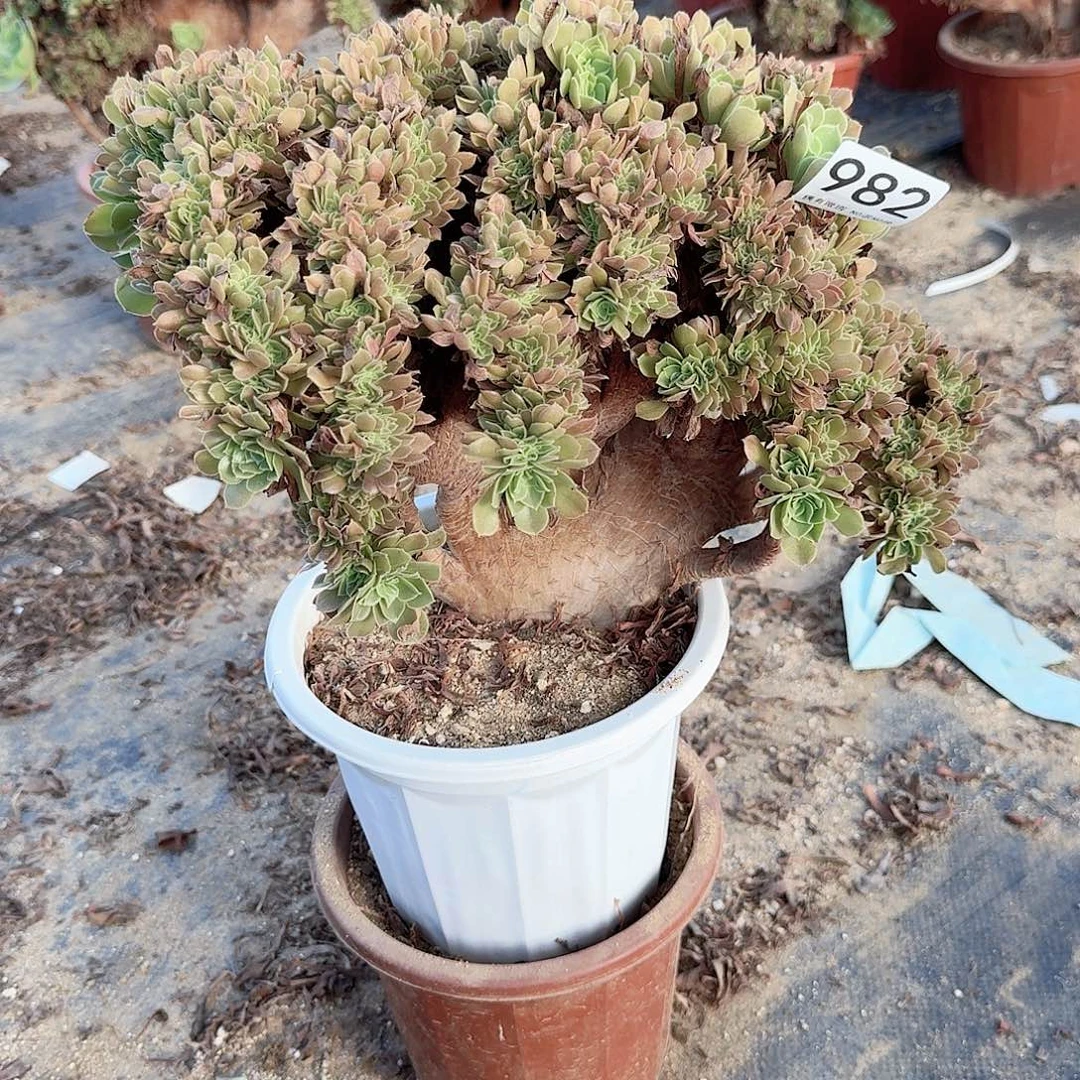 982玫瑰朵朵一颗呀呀