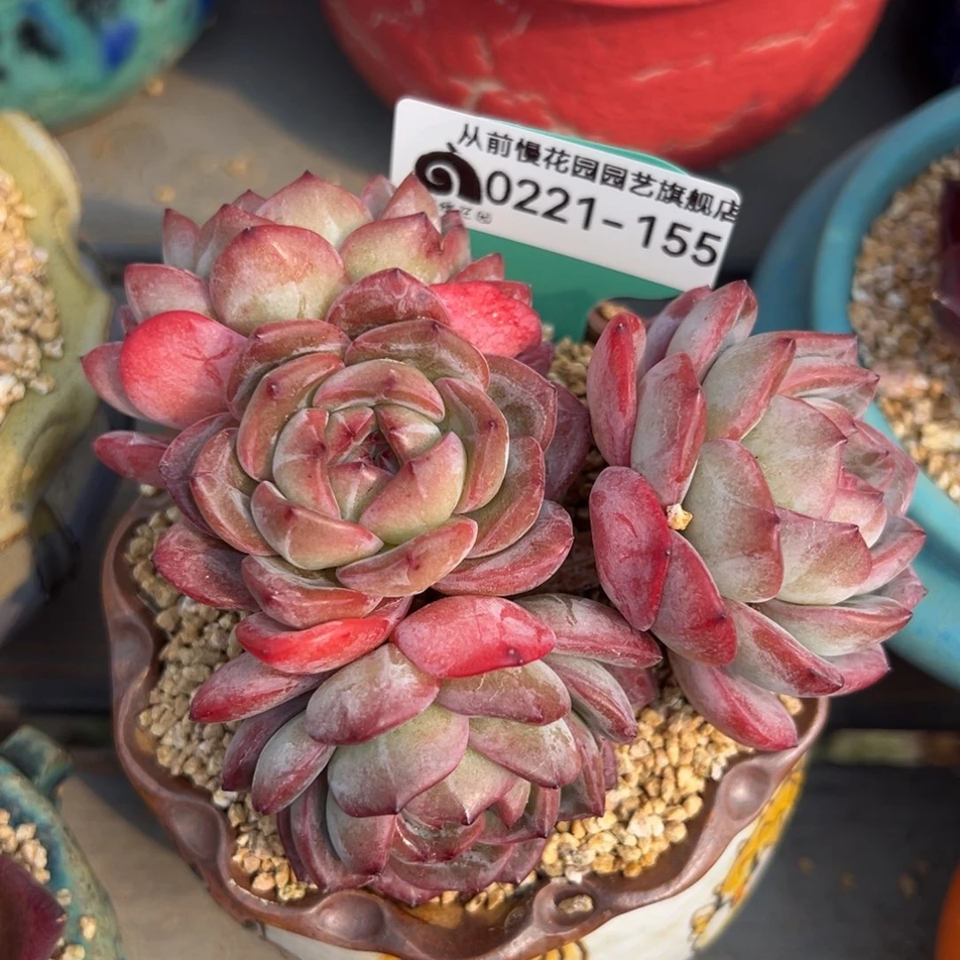 从前慢多肉精选编号0221.155