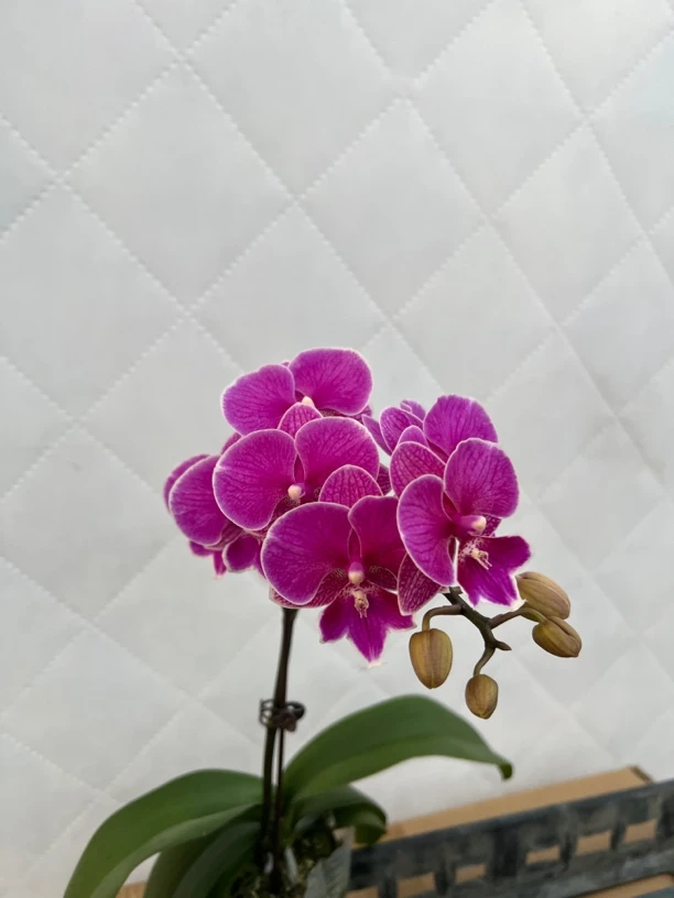 富豪优选（红豆）蝴蝶兰花期长好养护