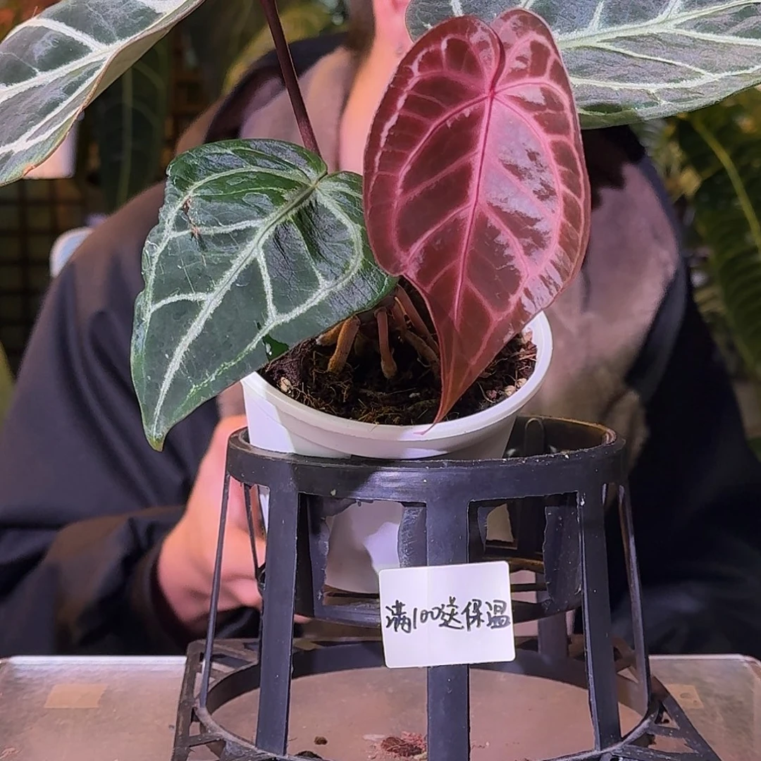 不开花植物G726米歇尔杂撕裂纹