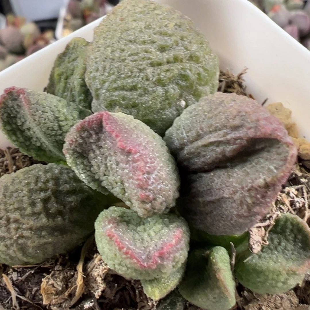 w胖叶型冰晶颗粒款实生新品