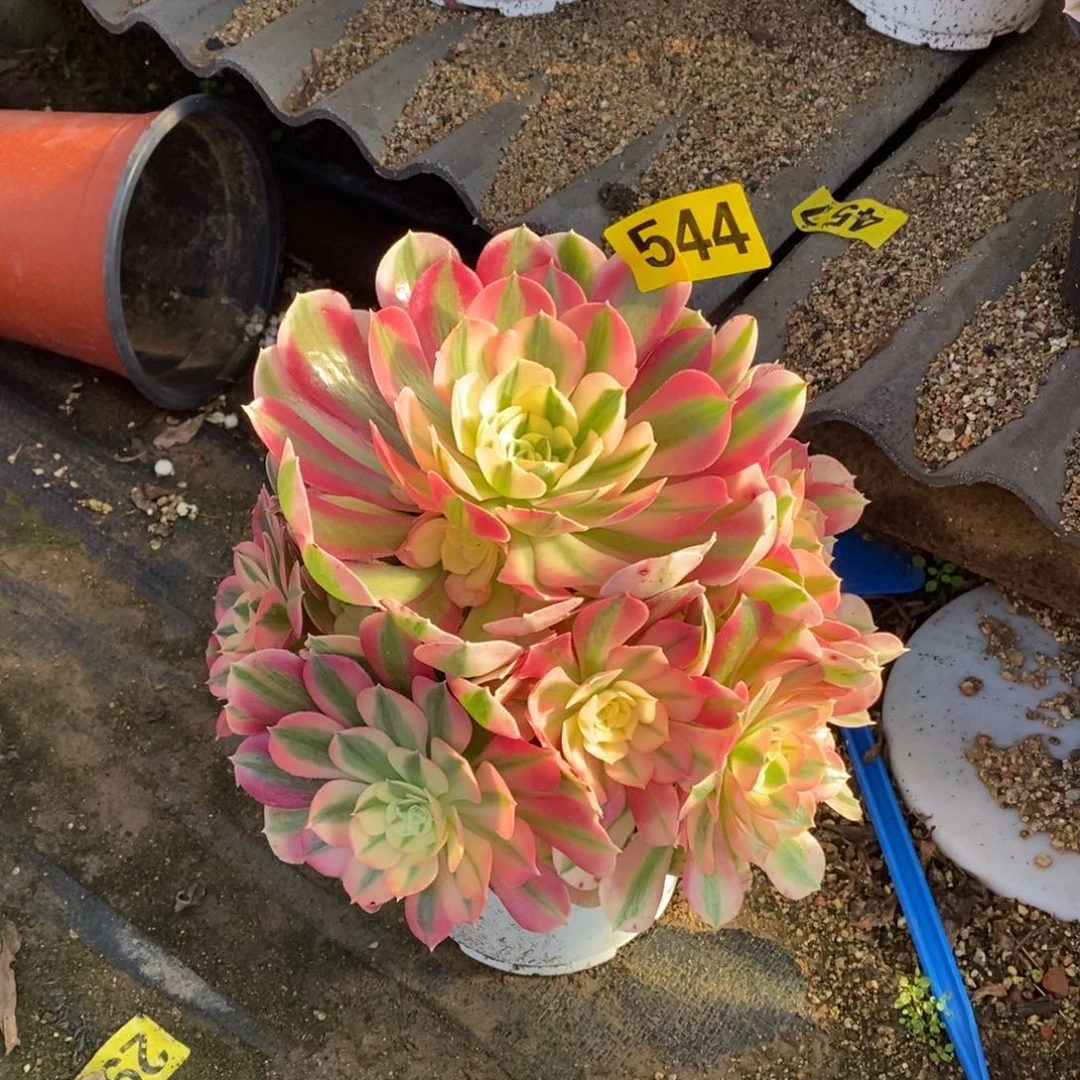 ?**爷粉女巫多肉法师544