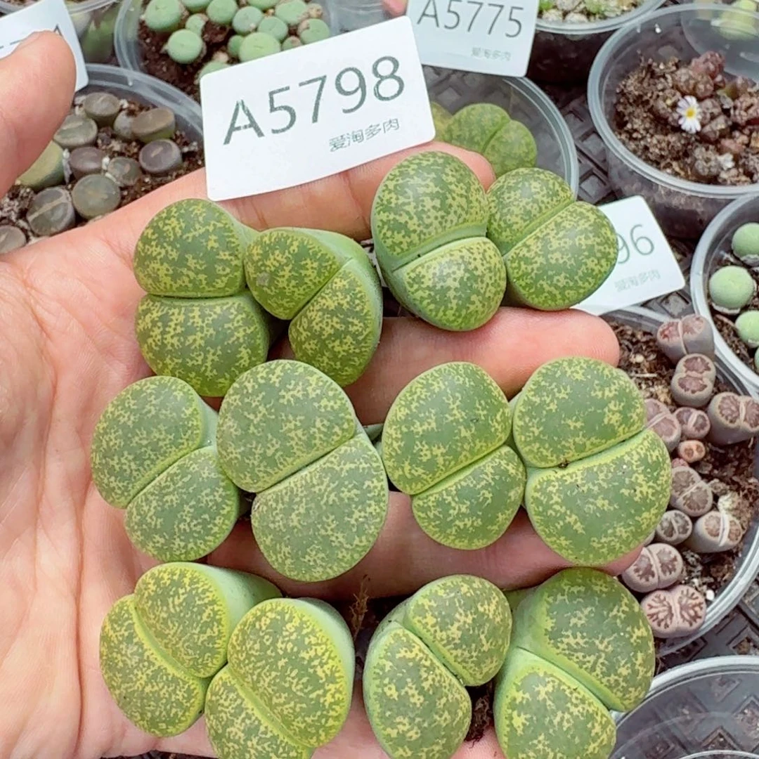 5798—生石花 生石花