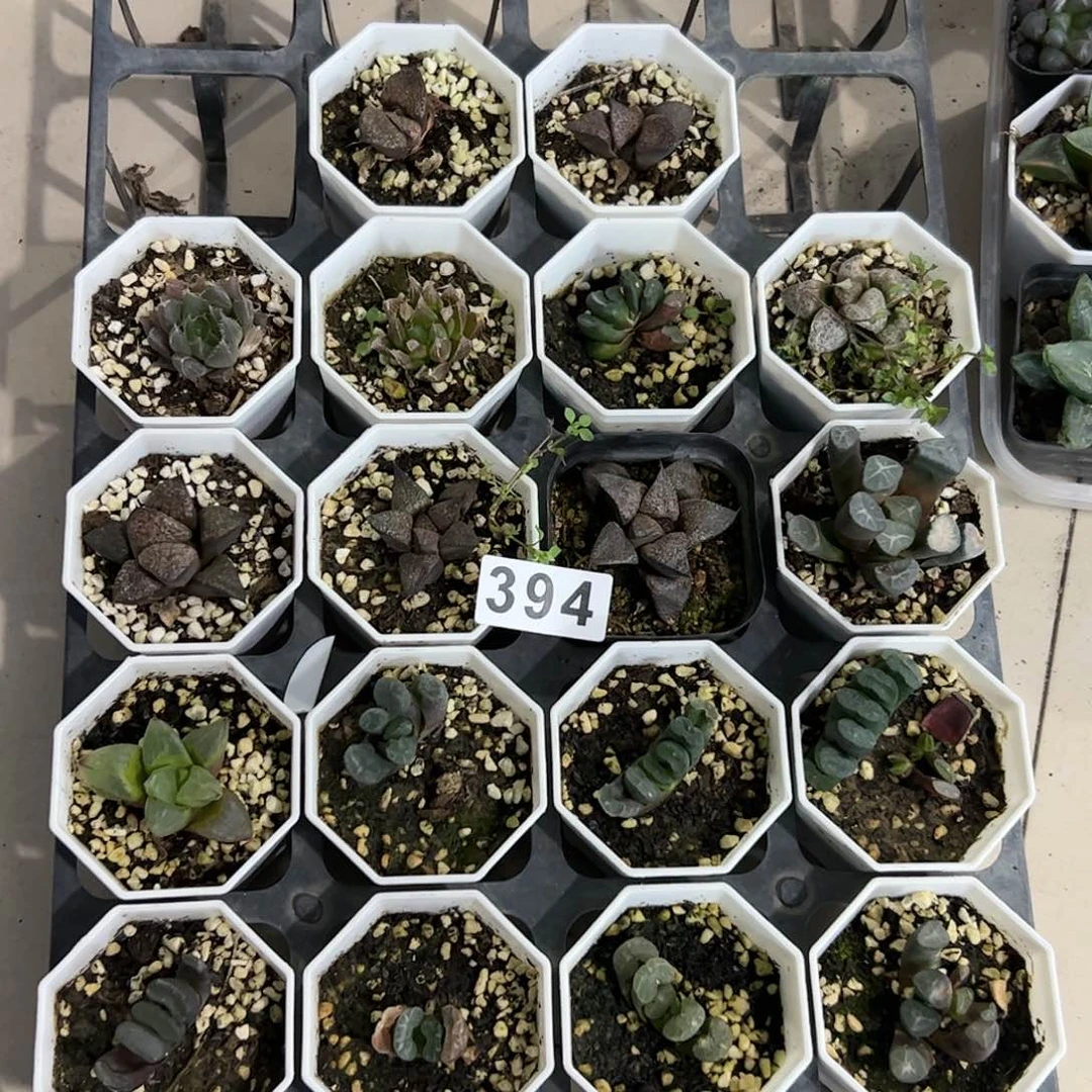 脱土带伤无根十二卷多肉