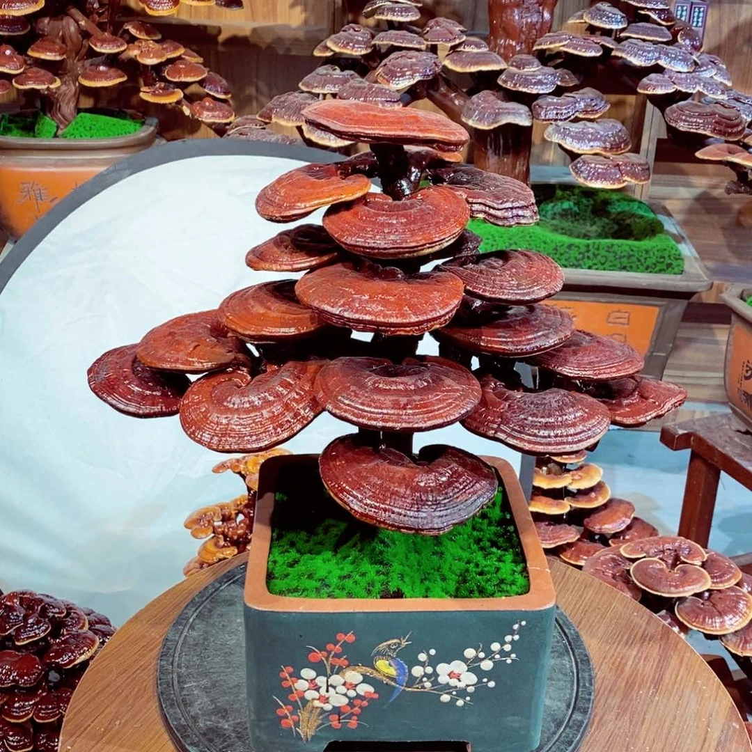 福*发财树发财树发财树