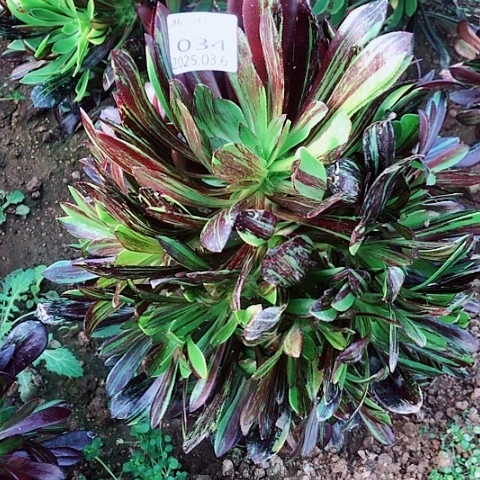 3.6-34水墨丹青多肉植物