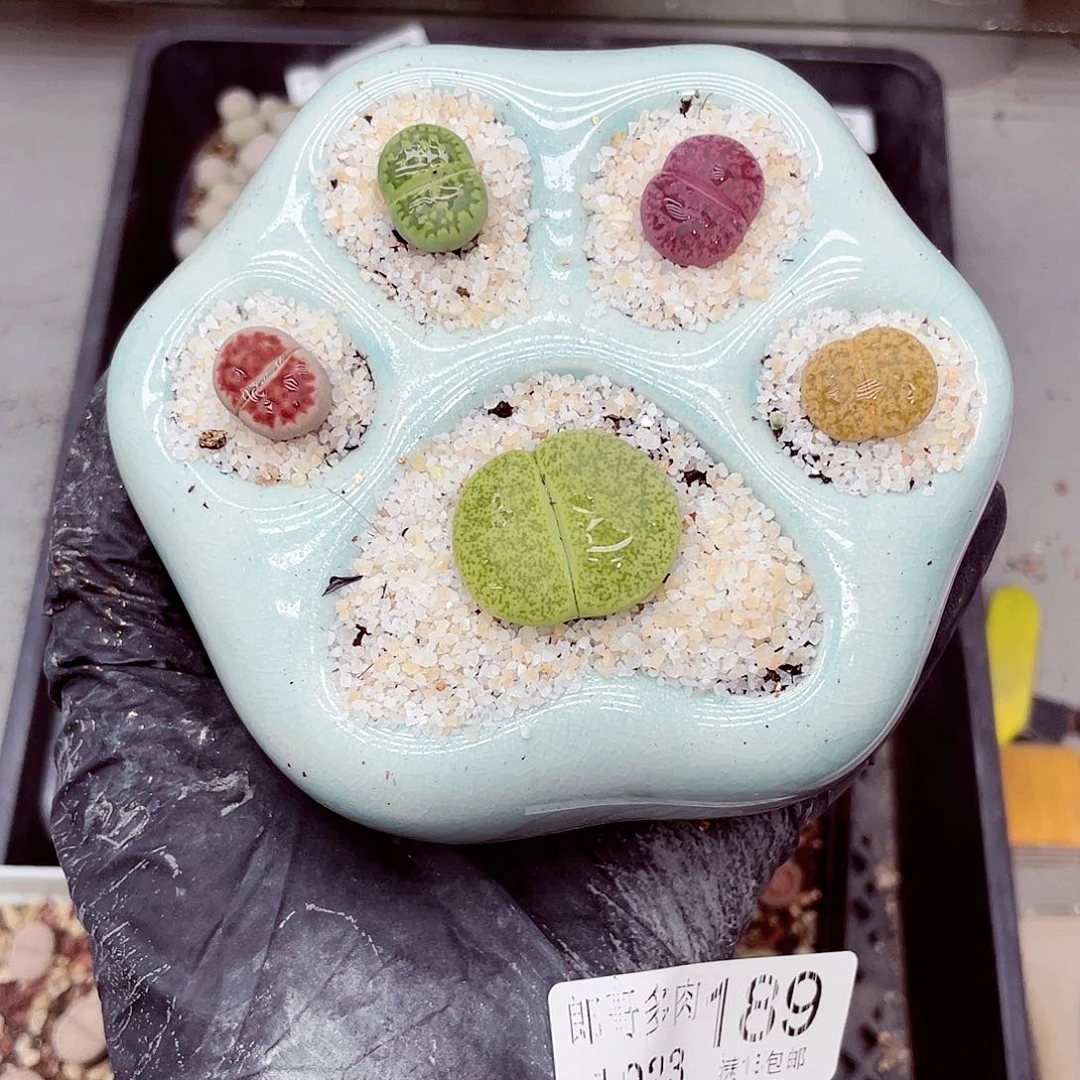 生石花满18包邮1023-189