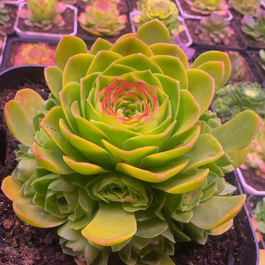 孤品1134343464676767646