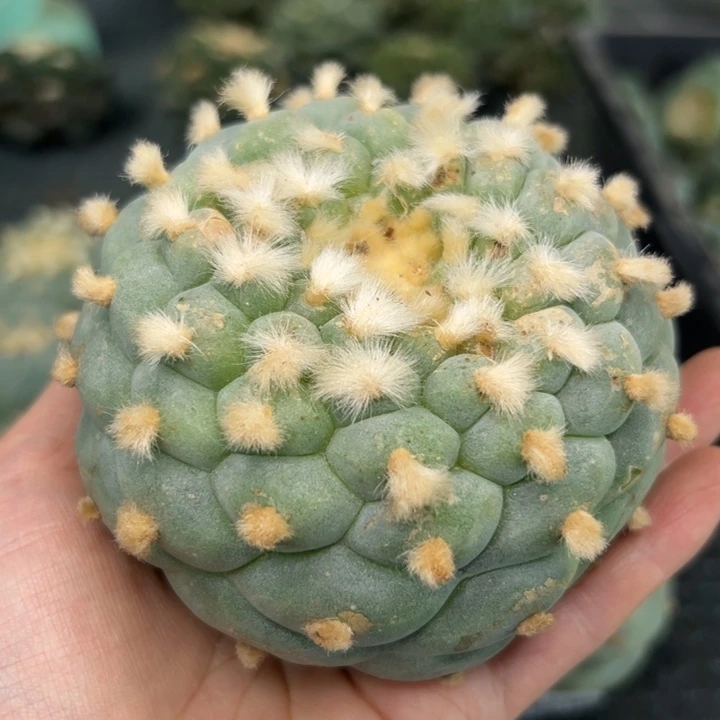 458 落地 无根 仙人球