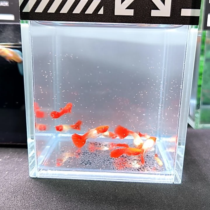 孔雀鱼鸿运当头7条含两条被损。