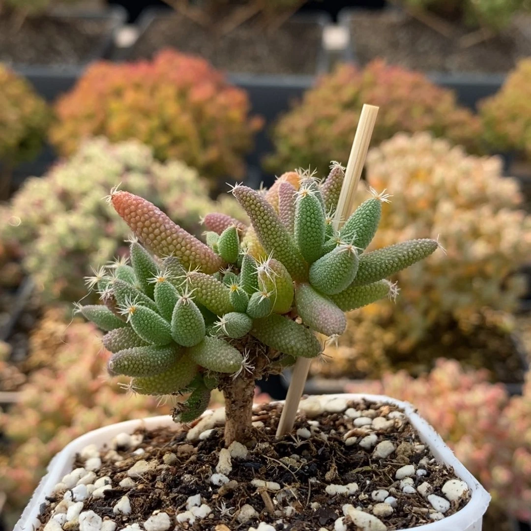 实生玉米7468枝干番杏