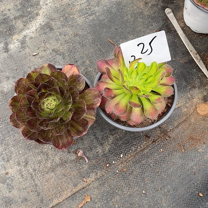 昆明发1325脸谱➕童颜