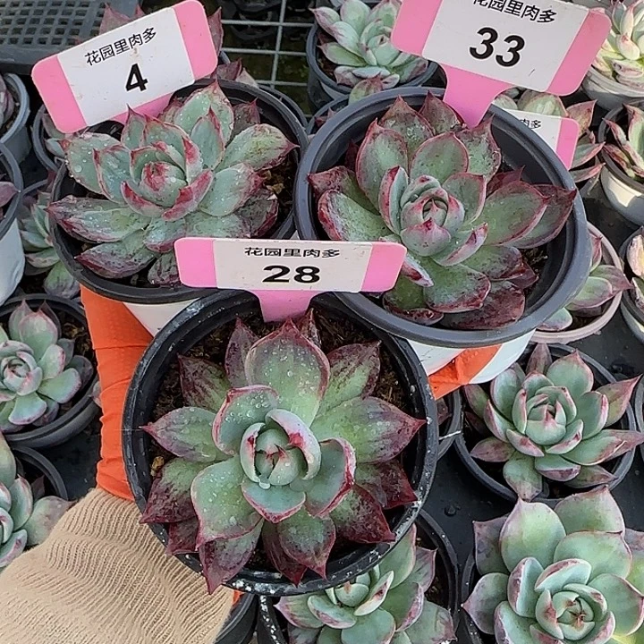 自***洽4、33、28 惊鸿仙子多肉植物